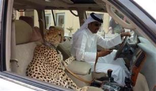 الإمارات تحظر اصطحاب الأسود والفهود في السيارات.. وتشديد إجراءات اقتناء الكلاب