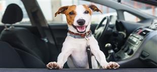 كوارث على الطريق.. الطريقة الآمنة لاصطحاب كلبك الأليف في السيارة