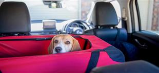 في 7 خطوات.. مشكلات الحيوانات الأليفة داخل سيارتك.. وطرق علاجها